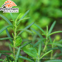 High quality rosemary extract 20% Carnosic acid